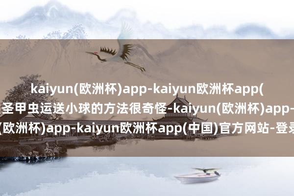 kaiyun(欧洲杯)app-kaiyun欧洲杯app(中国)官方网站-登录入口圣甲虫运送小球的方法很奇怪-kaiyun(欧洲杯)app-kaiyun欧洲杯app(中国)官方网站-登录入口